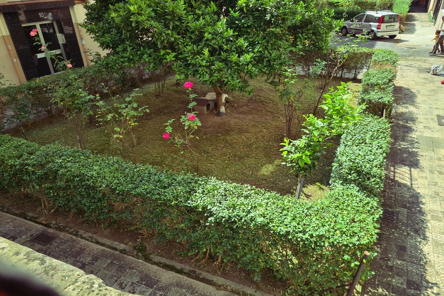 Poda de setos en Getxo