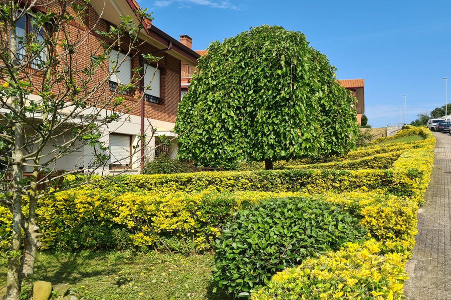 Mantenimiento de jardín en Santurtzi